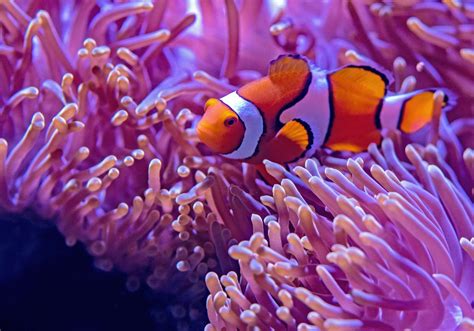 怎麼養魚|水族筆記